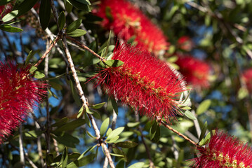 callistemon, flor, naturaleza, fábrica, huerta, flor, rojo, florecer