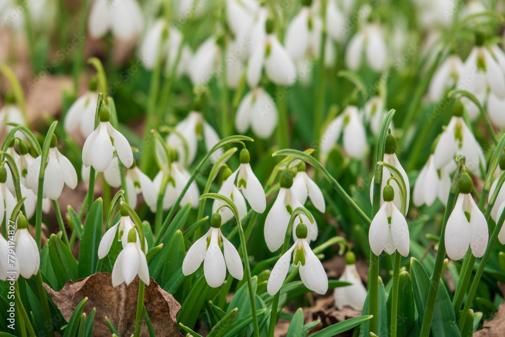 Wall mural Field of snowdrops flowers