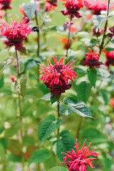 Carmine red Monarda flowers Be Happy in the garden