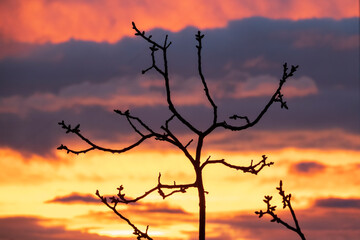 Tree silhouette against sunset sky - 779174828