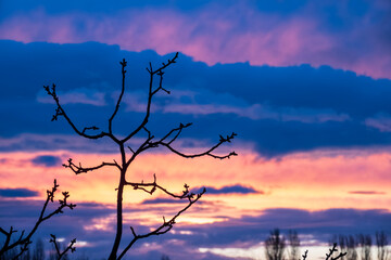 Tree branches at the sunset - 779174829