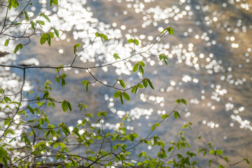 Fresh green spring leaves and water sparkles.