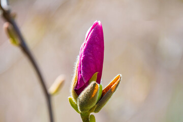 Pink magnolia flower bud - 779174861