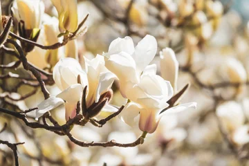 Fotobehang Blooming magnolia tree © Mny-Jhee