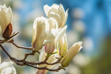 Blooming white magnolia - 779174874