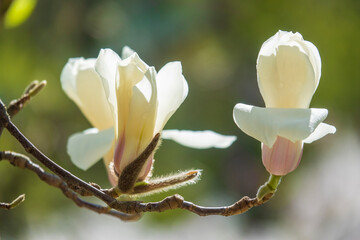 Beatiful flower and bud of white magnolia. - 779174884