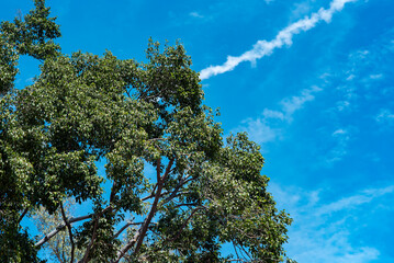árbol, cielo, naturaleza, árbol, azul, bosque