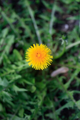 Colorful spring plants on nature background