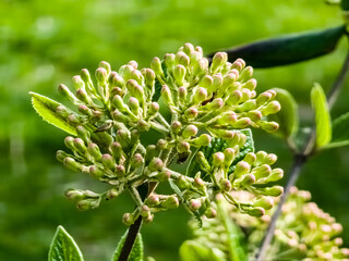 Fototapeta na wymiar Flower buds of leatherleaf viburnum, Viburnum rhytidophyllum in early spring
