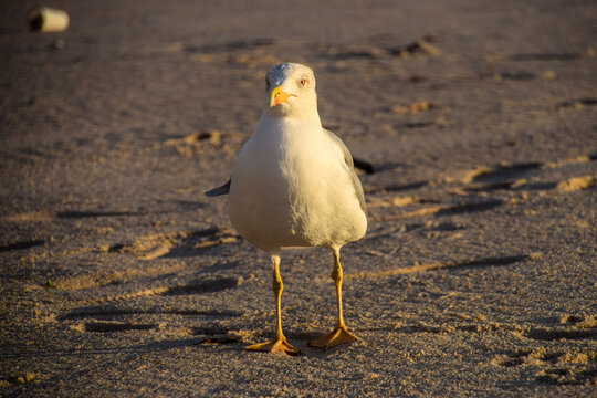 A seagull walks on a beach in South of France