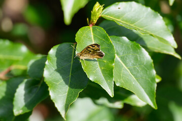 Speckled Wood Butterfly (Pararge aegeria) sitting on a green leaf in Zurich, Switzerland