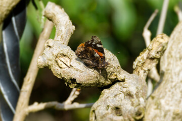 P2040297-SharpenAI-FocusAPRed admiral butterfly (Vanessa Atalanta) perched on a tree branch in Zurich, Switzerland