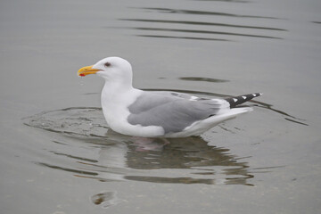 An isolated seagull in the waters of Cowichan Bay on Vancouver Island in British Columbia, Canada