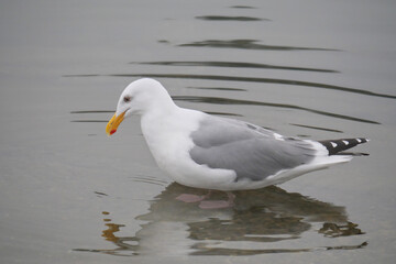 An isolated seagull in the waters of Cowichan Bay on Vancouver Island in British Columbia, Canada