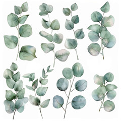 Collection of watercolor eucalyptus clipart sets on a white background. Ideal for adding a natural, refreshing touch to various designs and compositions.