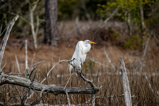 Gret White Egret