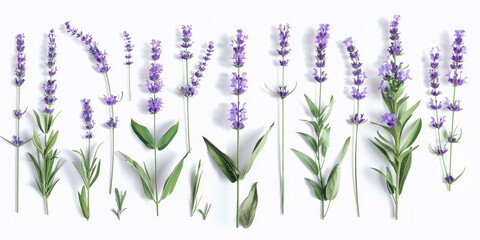 A row of lavender flowers on a clean white background. Perfect for spa or aromatherapy concepts