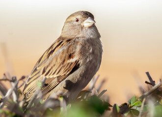 Spatz auf der Hecke