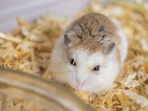 Roborovski hamster (Phodopus roborovskii), desert hamster, Robo dwarf hamster, small rodent, pet, pet store, animal behavior, desert animal