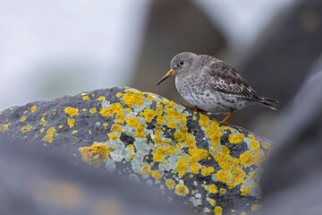 Purple sandpiper (Calidris maritima) resting on rocks along the coast.