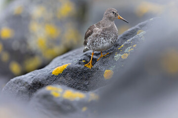 Purple sandpiper (Calidris maritima) resting on rocks along the coast.