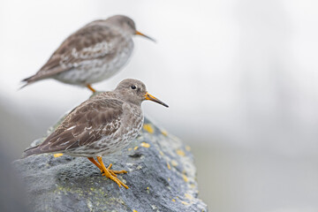 Two purple sandpipers (Calidris maritima) resting on rocks along the coast.
