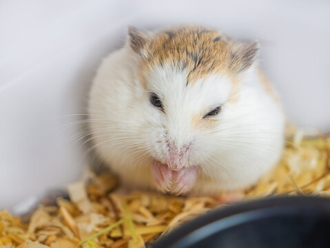 Close-up portrait of Roborovski hamster (Phodopus roborovskii), desert hamster, Robo dwarf hamster - the smallest of three species of hamster in the genus Phodopus.