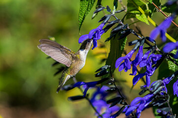 Obraz premium Ruby-throated hummingbird getting nectar from purple Salvia flower. Backyard birding, birdwatching and wildlife habitat preservation concept