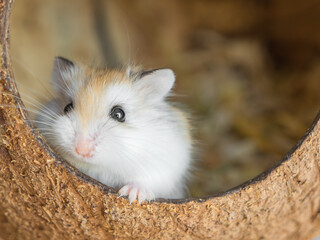 Roborovski hamster (Phodopus roborovskii), desert hamster, Robo dwarf hamster - the smallest of three species of hamster in the genus Phodopus. Coconut house for rodents