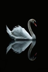 A graceful white swan peacefully floating on water. Suitable for nature and wildlife themes