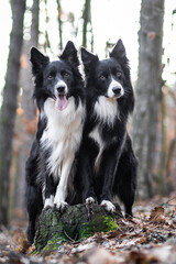 Border collie in nature