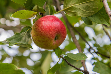 ripe apple in a tree