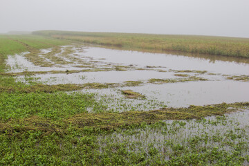 flooded alfalfa field