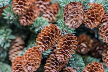 blue spruce pine cones