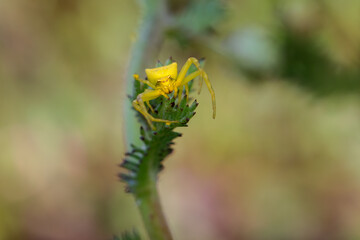 Yellow Crab Spider in its natural environment.
