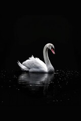 Fototapeta premium A serene image of a white swan gracefully floating on water. Perfect for nature and wildlife themes