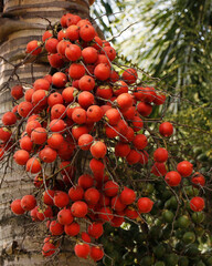 bunch of  areca nut or betel nut is the fruit of the areca palm tree
