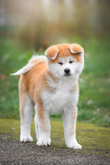 akita inu puppy on the grass