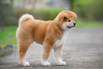 Portrait of a small puppy purebred Japanese dog Akita inu in the park