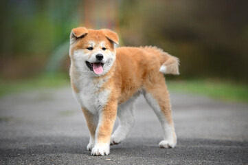 akita inu puppy walk in the park