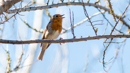 robin on a branch