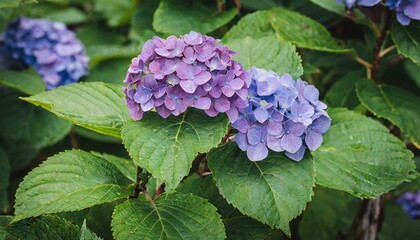 Hydrangea Haven: Mophead Flowers and Leaves in Brewster, Cape Cod