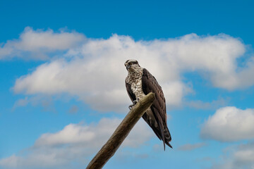 Osprey Perched on a Tree