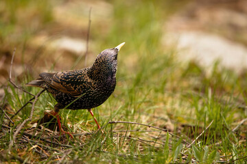 Starling Foraging Natural Beauty in Wildlife Photography