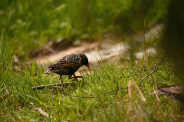 Grassland Explorer Starling Seeking Food in Nature's Bounty