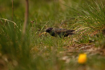 Grassland Explorer Starling Seeking Food in Nature's Bounty
