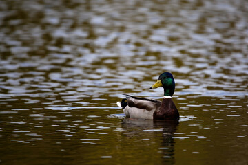 Obraz premium Waterborne Beauty: Mallard Duck Floating Peacefully