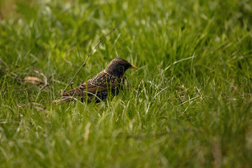 Starling Foraging Natural Beauty in Wildlife Photography