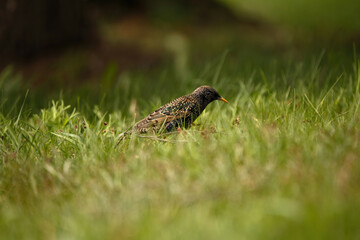 Starling Foraging Natural Beauty in Wildlife Photography
