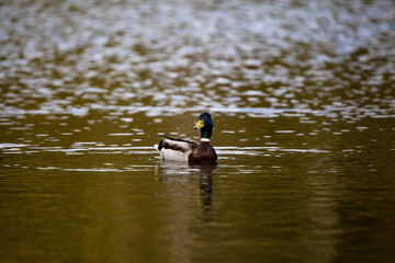 Waterborne Beauty: Mallard Duck Floating Peacefully